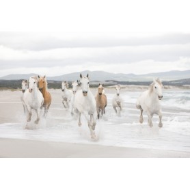 PHOTOMURAL 368*254 WHITE HORSES